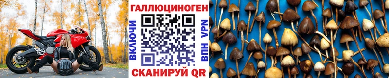 Купить закладки  Первоуральск  Псилоцибиновые грибы Psilocybe 